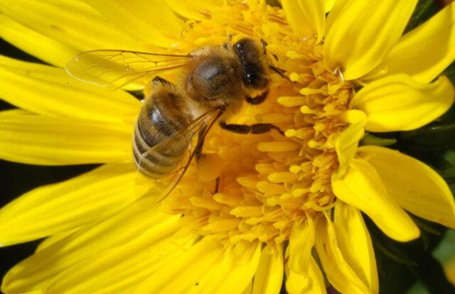 bee on flower