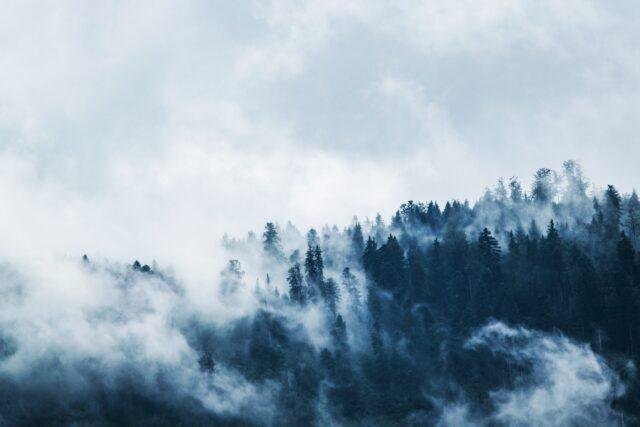 Image of a forest tree line with lots of fog